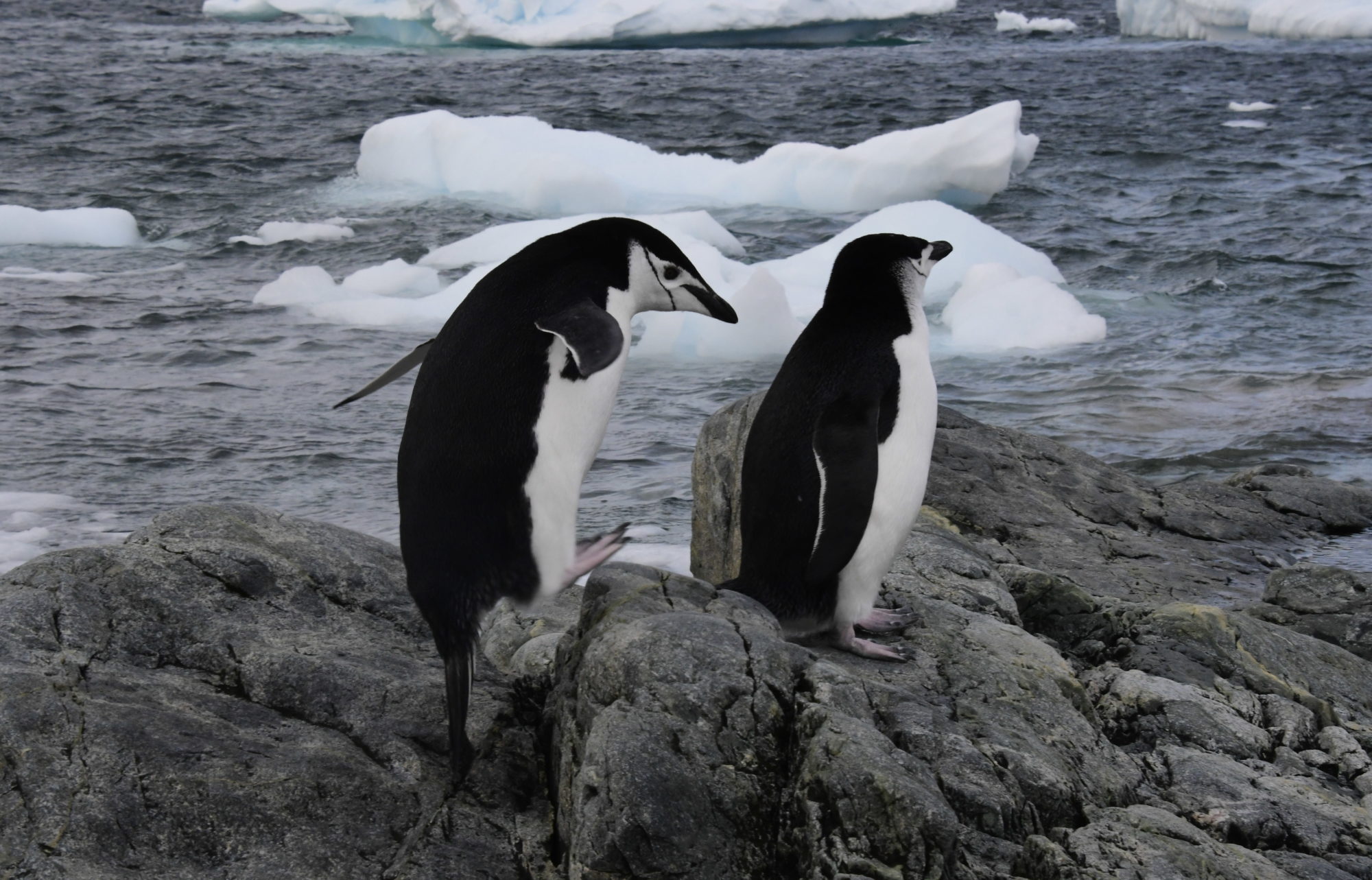 Two Chinstrap penguins, one leaping up, on a rock with icebergs and sea in background.